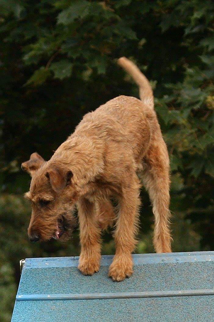Agility_2