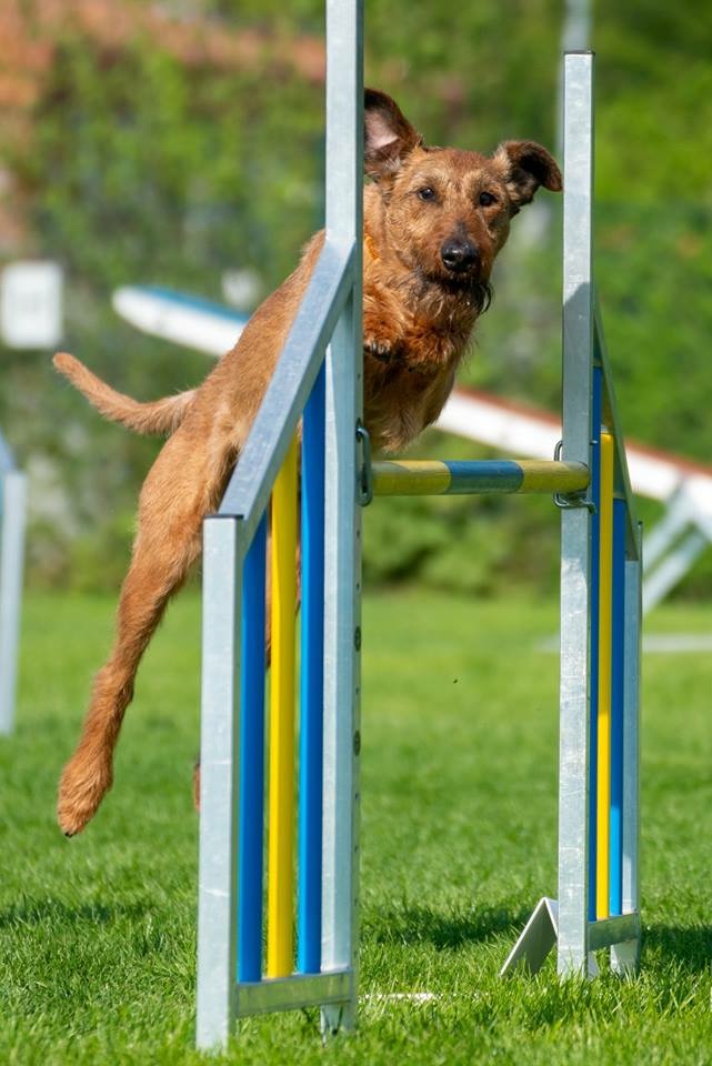Agility_4