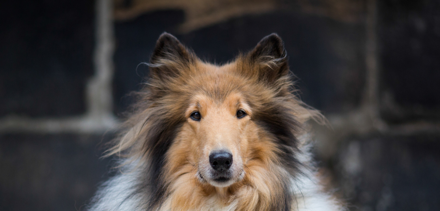 Key Visual Schulhunde